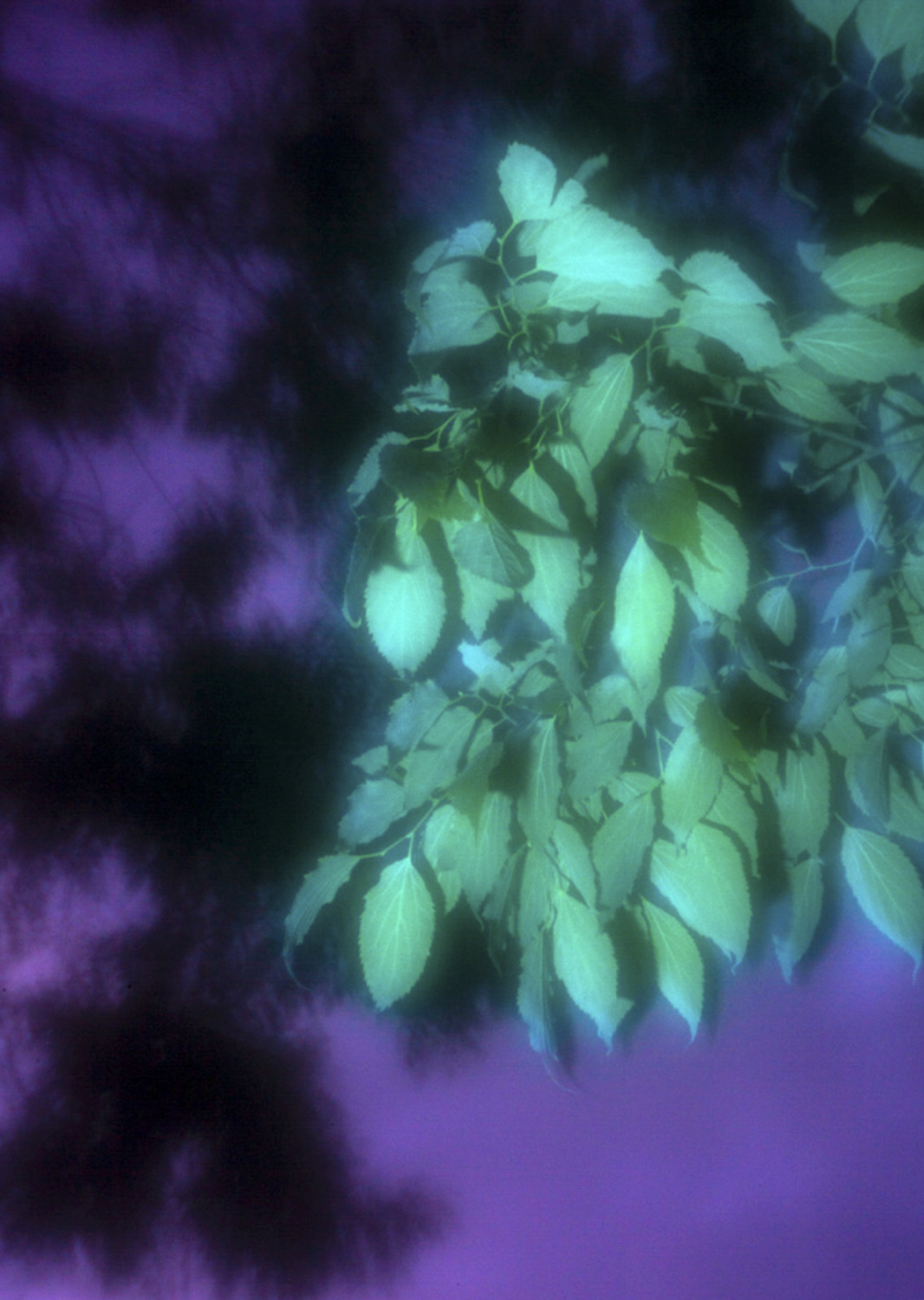 Color and blur based fine art photography. Céline Andreassen