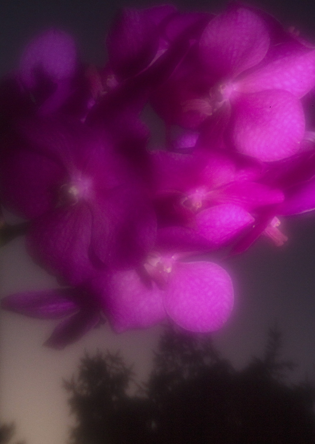 Color and blur based fine art photography. Céline Andreassen