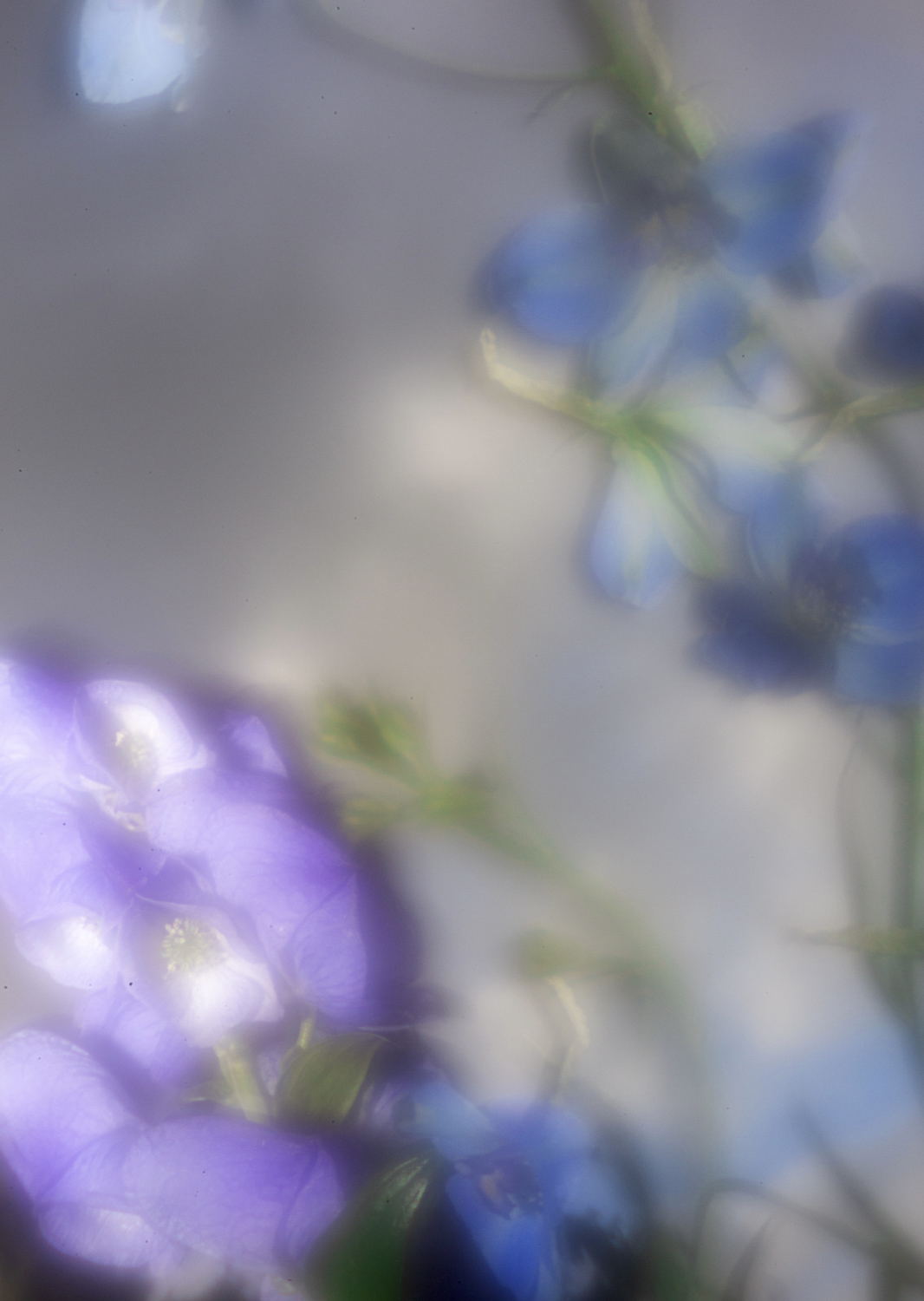 Color and blur based fine art photography. Céline Andreassen