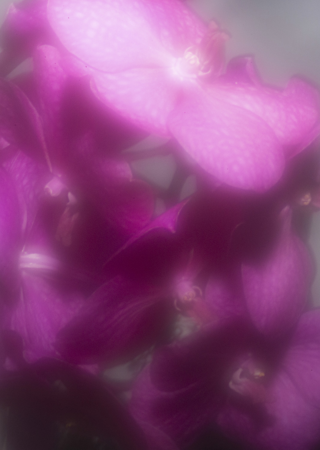 Color and blur based fine art photography. Céline Andreassen