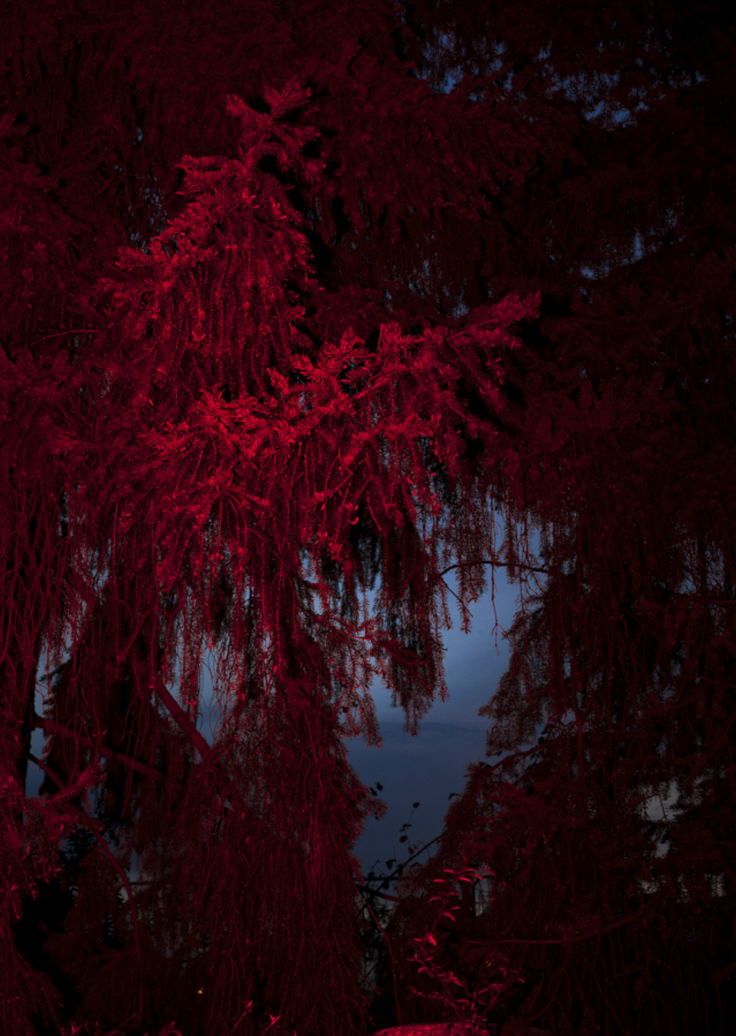 Color and blur based fine art photography. Céline Andreassen